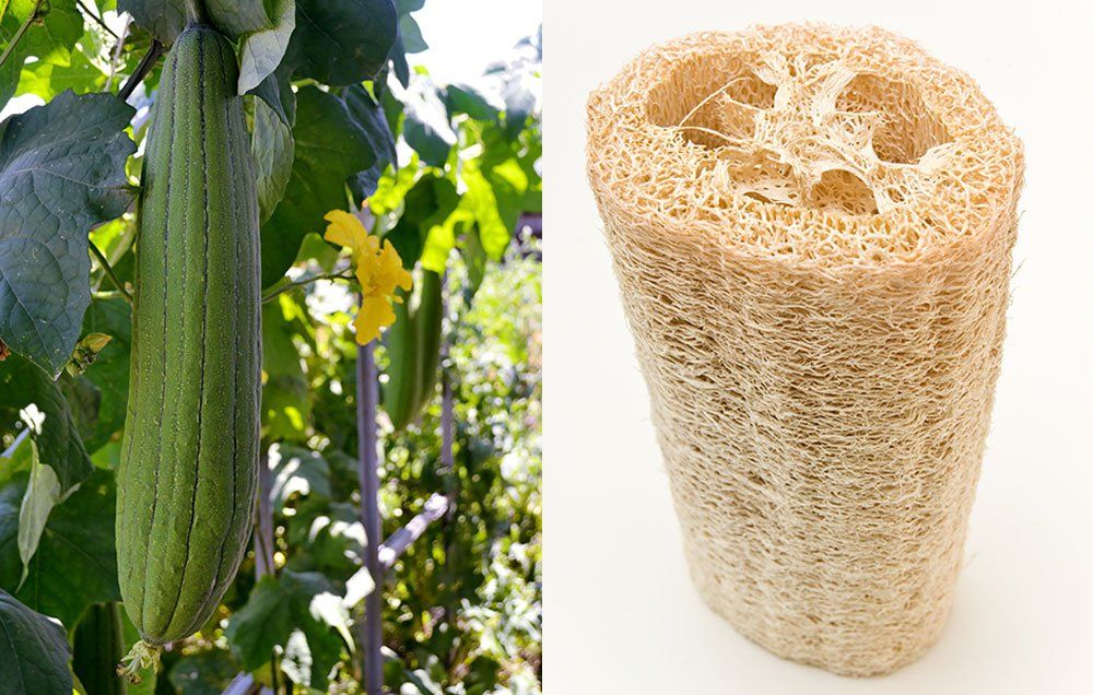 Loofah Sponge Plant