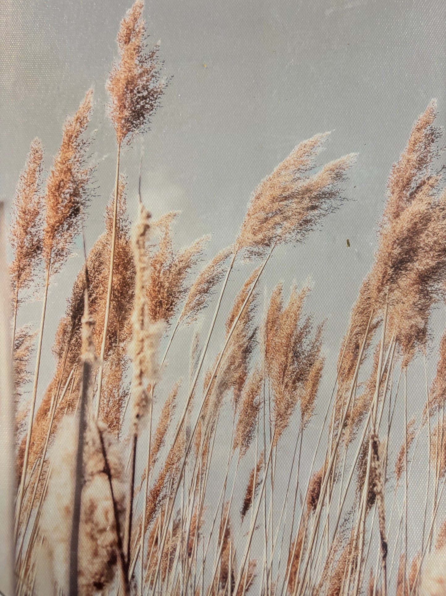 Wheat Canvas Art